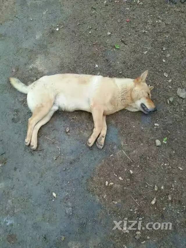 偷狗贼太猖狂了!惠东一村子里一天被偷了五六条狗