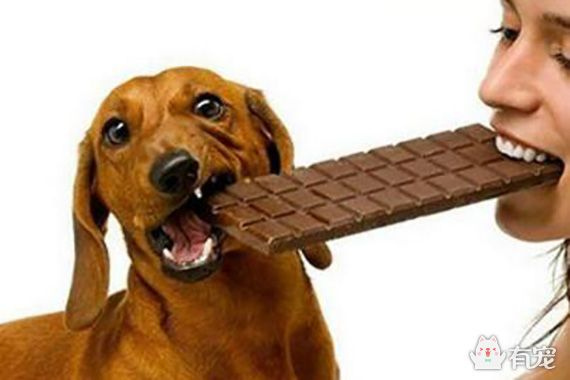 为什么不能喂狗巧克力