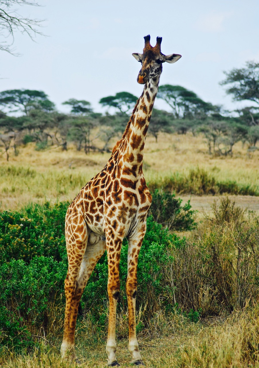 非洲塞伦盖蒂草原 与长颈鹿同行