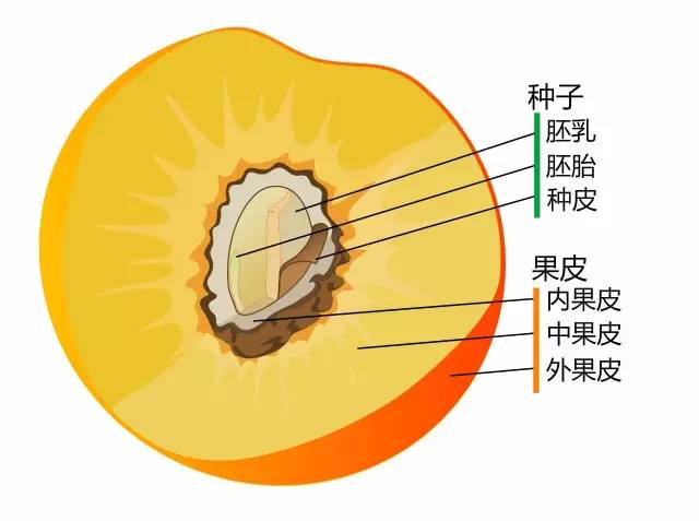 桃子为什么要长毛?怎么对付恼人的痒痒毛?