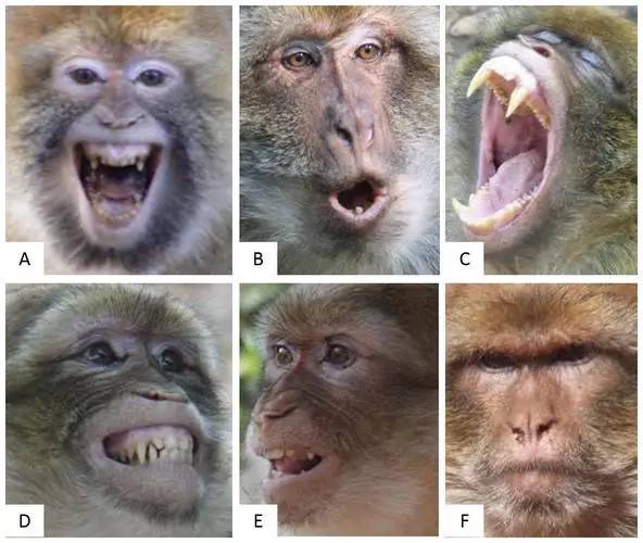 以下abcdef六个猴子表情,你认为它们分别表达了猴子的什么情绪?