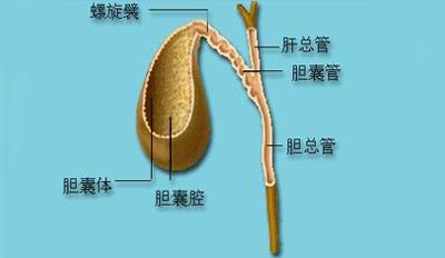 胆囊 胆囊息肉可以买吗