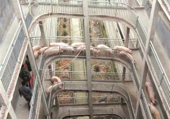 当时哈尔滨有一个大型猪场,就用一栋二层楼来养猪,但是在那个人都难住