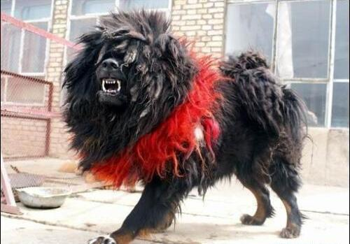 中國犬 地球上戰鬥力最強的狗 從小就自相殘殺 雪花新闻