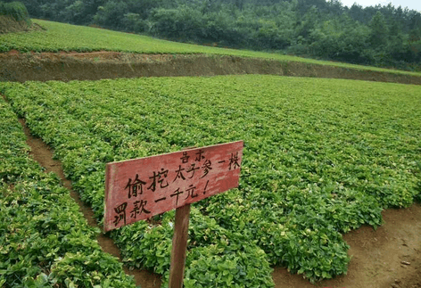 太子参热度空前,地里太子参遭殃(图)