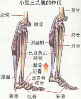 小腿肌可分为三群:前群,后群和外侧群,其中后群肌中的小腿三头肌,是