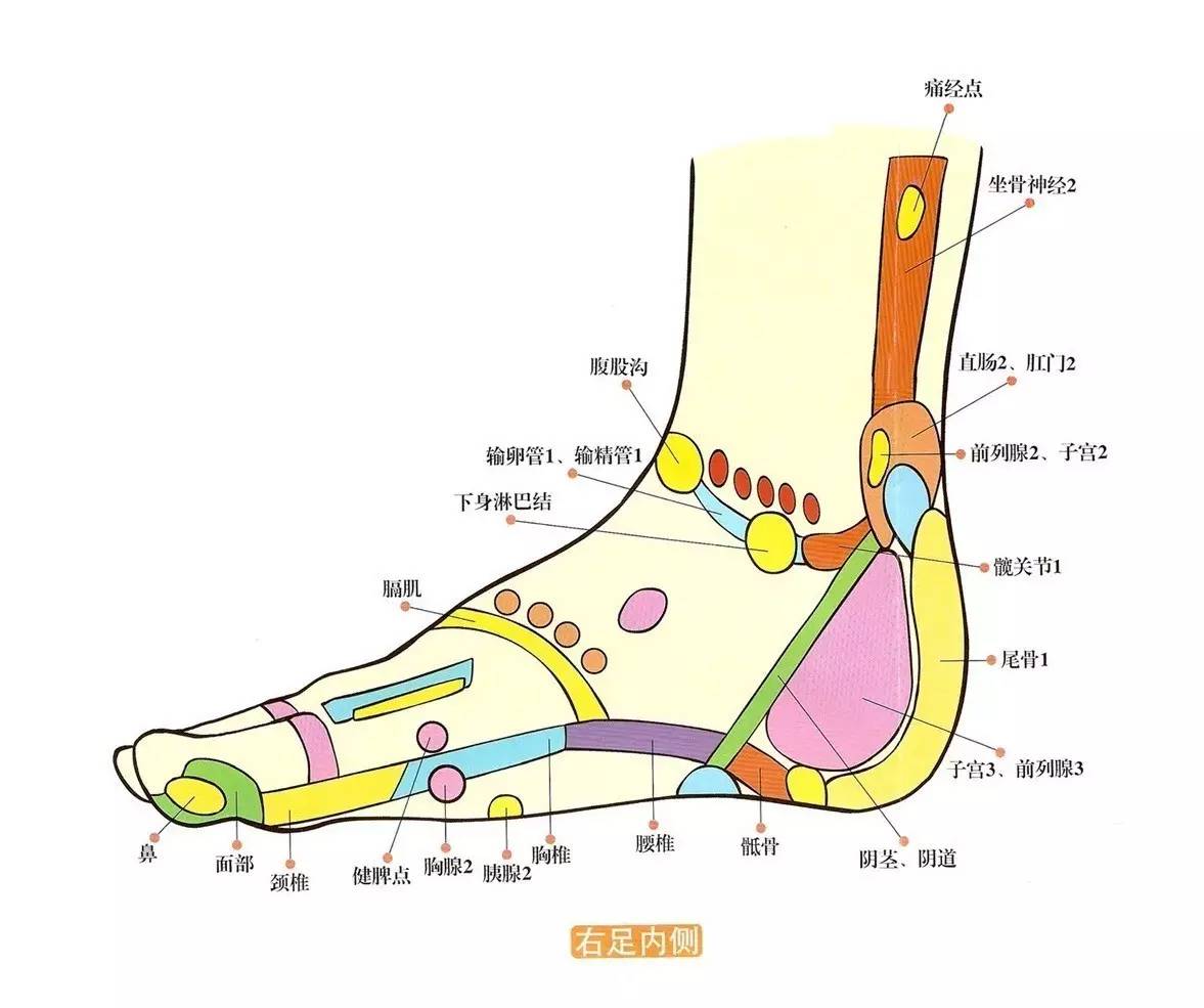 足底反射区还能这样记?好记还好使!