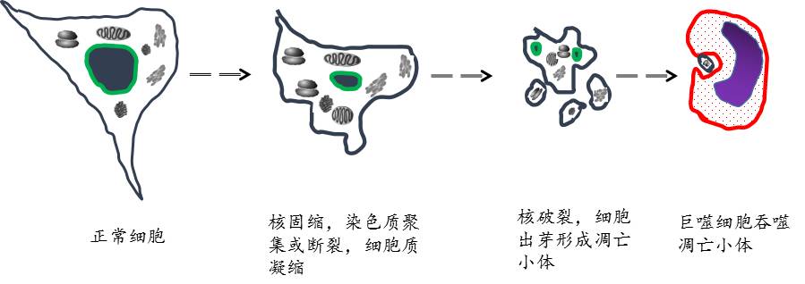 分享为何我的流式凋亡染色术研一做到了研二