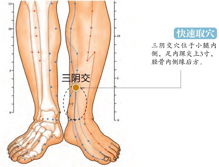 位置:属足脾经经脉的穴道,在人体小腿内侧,足内踝上缘四指宽,踝尖正