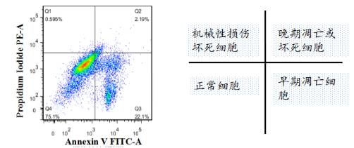 总是会出现这样那样的非正常的现象:初次接触流式细胞术检测细胞凋亡