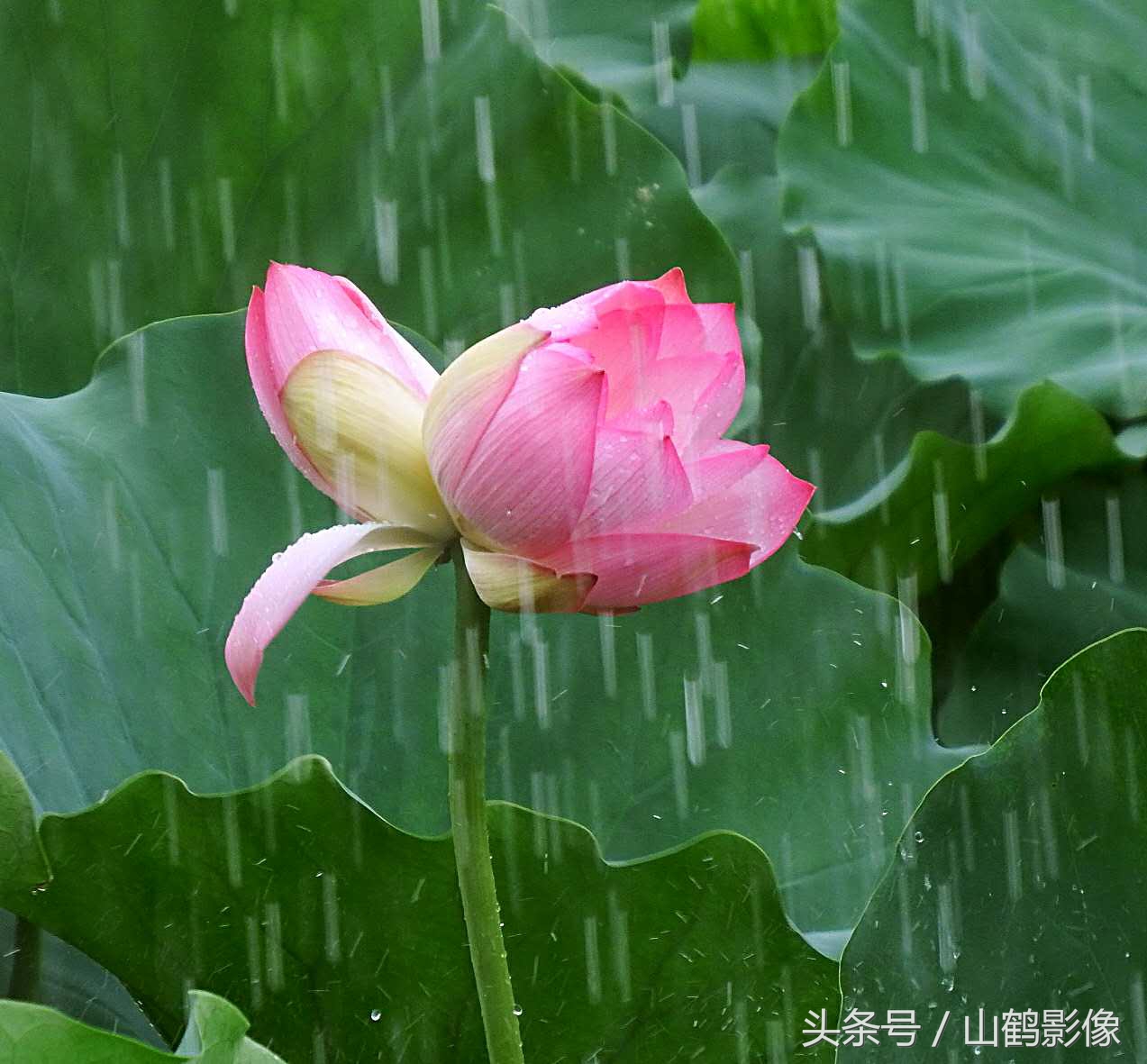 摄影欣赏:并蒂莲