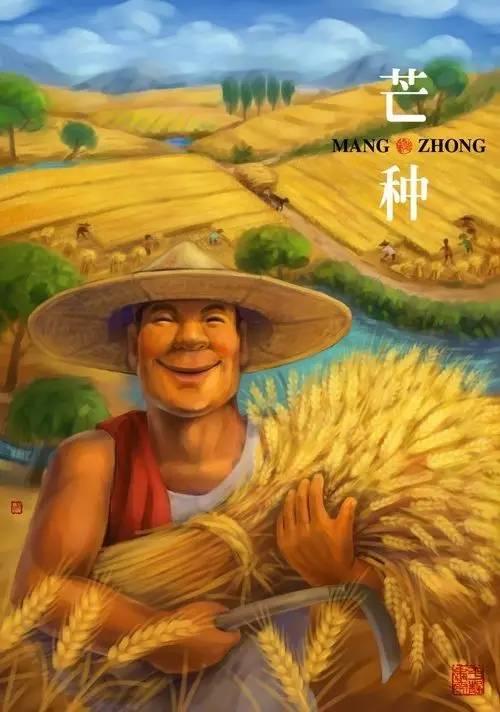 麦收稻种 芒种节气
