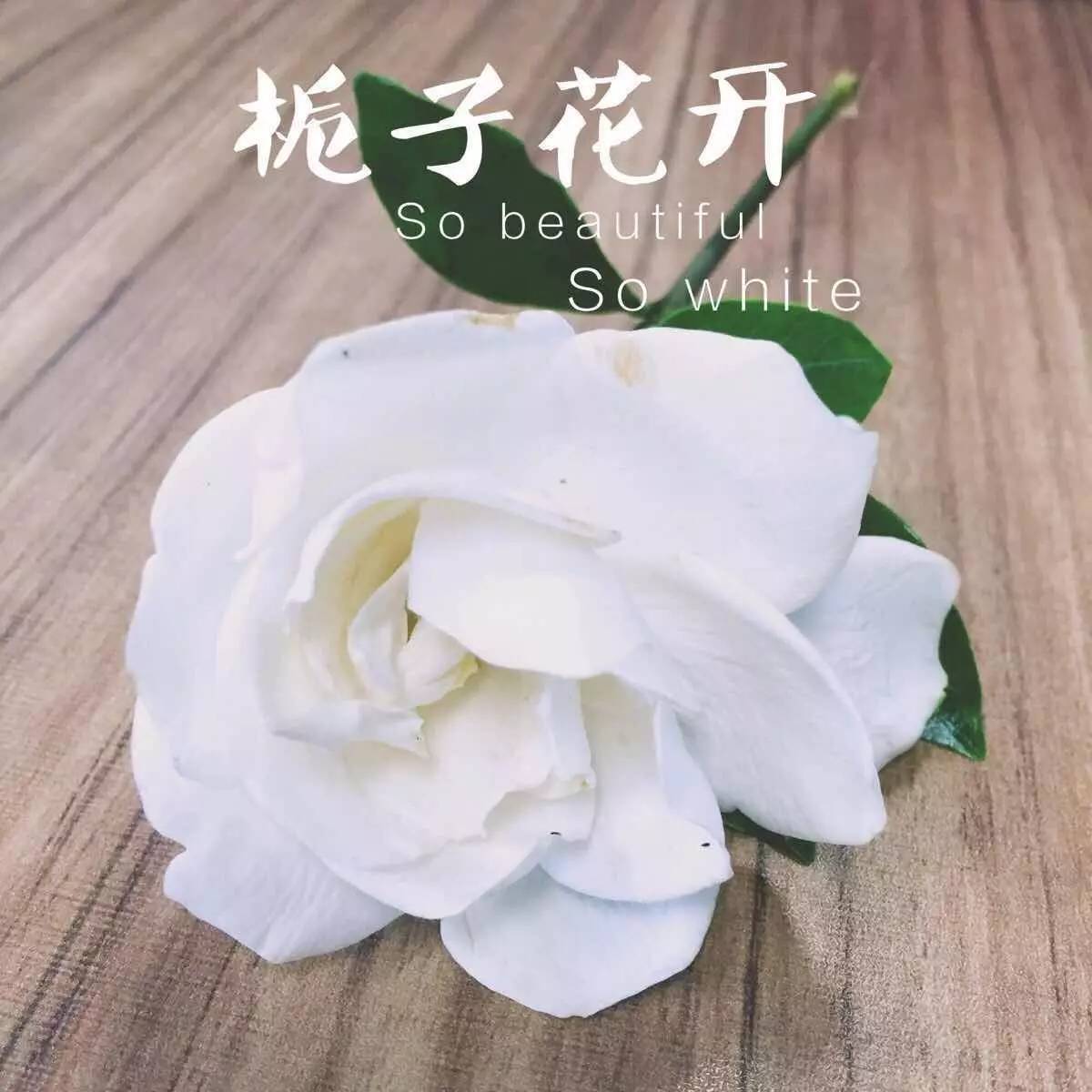 何炅《栀子花开》