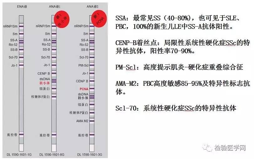 懂你曲谱动态谱_你懂的(3)