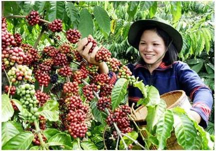 越南最好的咖啡产地中西部中央高原大叻省(daklak)邦美蜀(buonmathuot