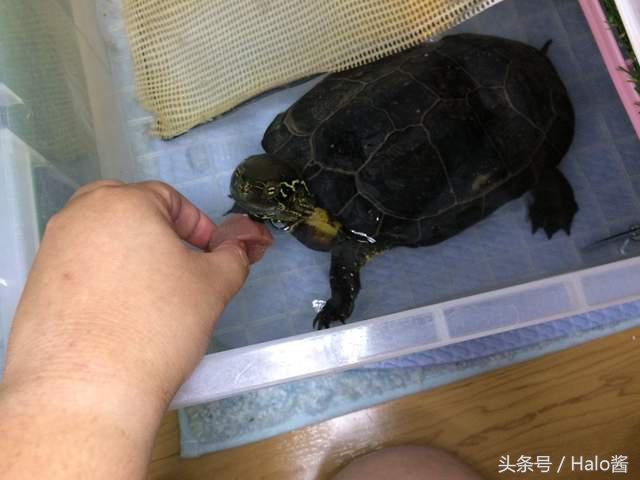 初音乌龟2017年下蛋记，想吃乌龟蛋请自行索取~