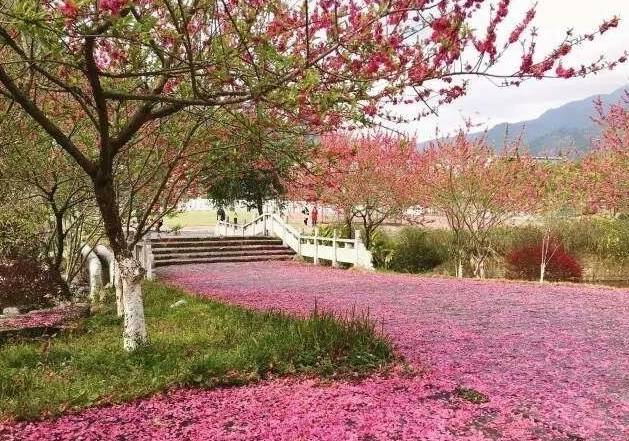 (雨后桃花满地)