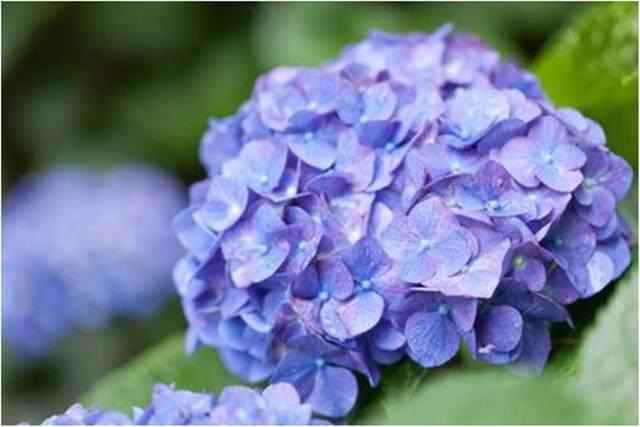 适合郁闷雨季的紫阳花美甲