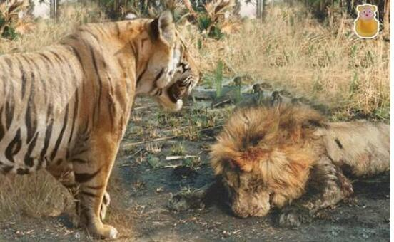 而且据说古罗马时代,人们曾让狮子和老虎在竞技场中进行格斗表演