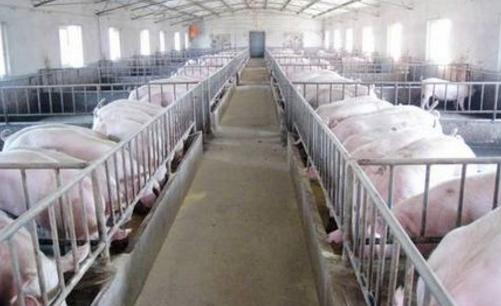 中国是一个养猪生产大国,生猪的存栏数和猪肉产量接近世界的一半,对