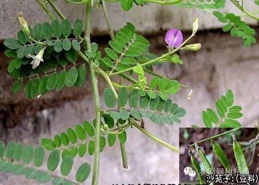 扁茎黄芪(又称沙苑子)