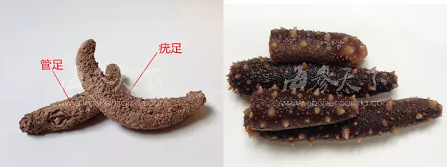 你以为的"海茄子"可能不是真的海茄子!