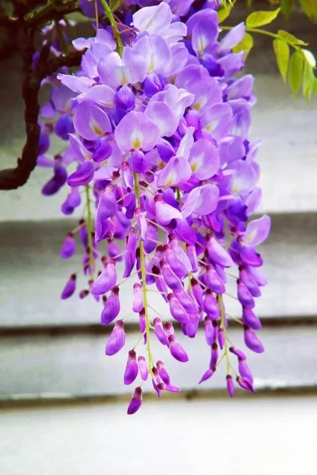 紫藤  