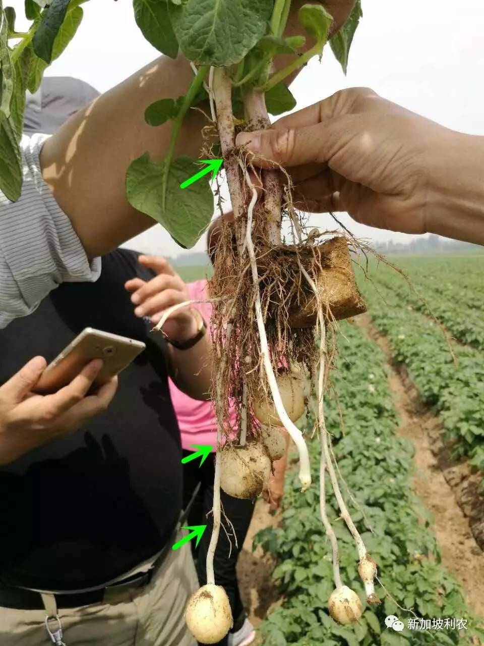 正常吸收水分和营养,让马铃薯根茎部可使茎溃疡木质化,智慧植保技术