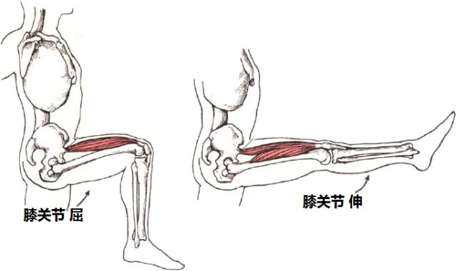 大腿前侧(股四头肌)收缩使膝关节伸展.