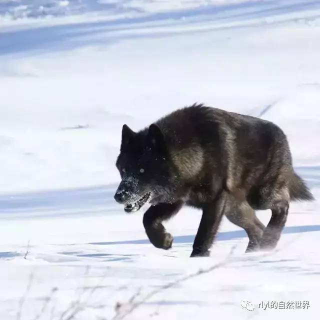 "他告诉我这个世界上只有一个人能够将狼驯服参加这部电影的拍摄,这个