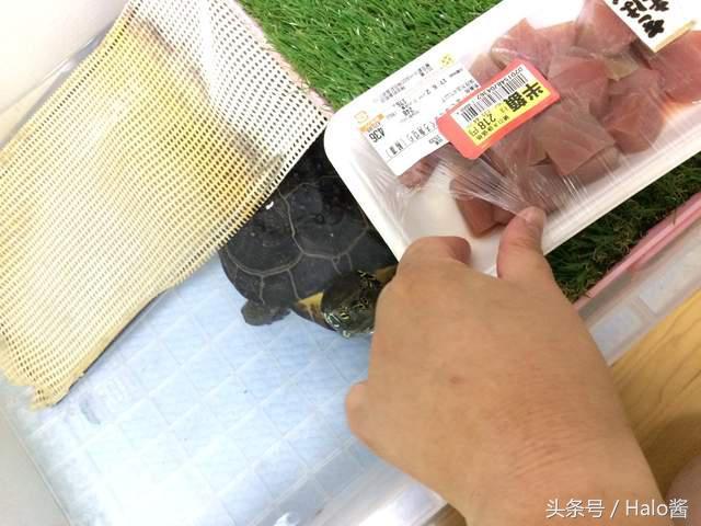 初音乌龟2017年下蛋记，想吃乌龟蛋请自行索取~
