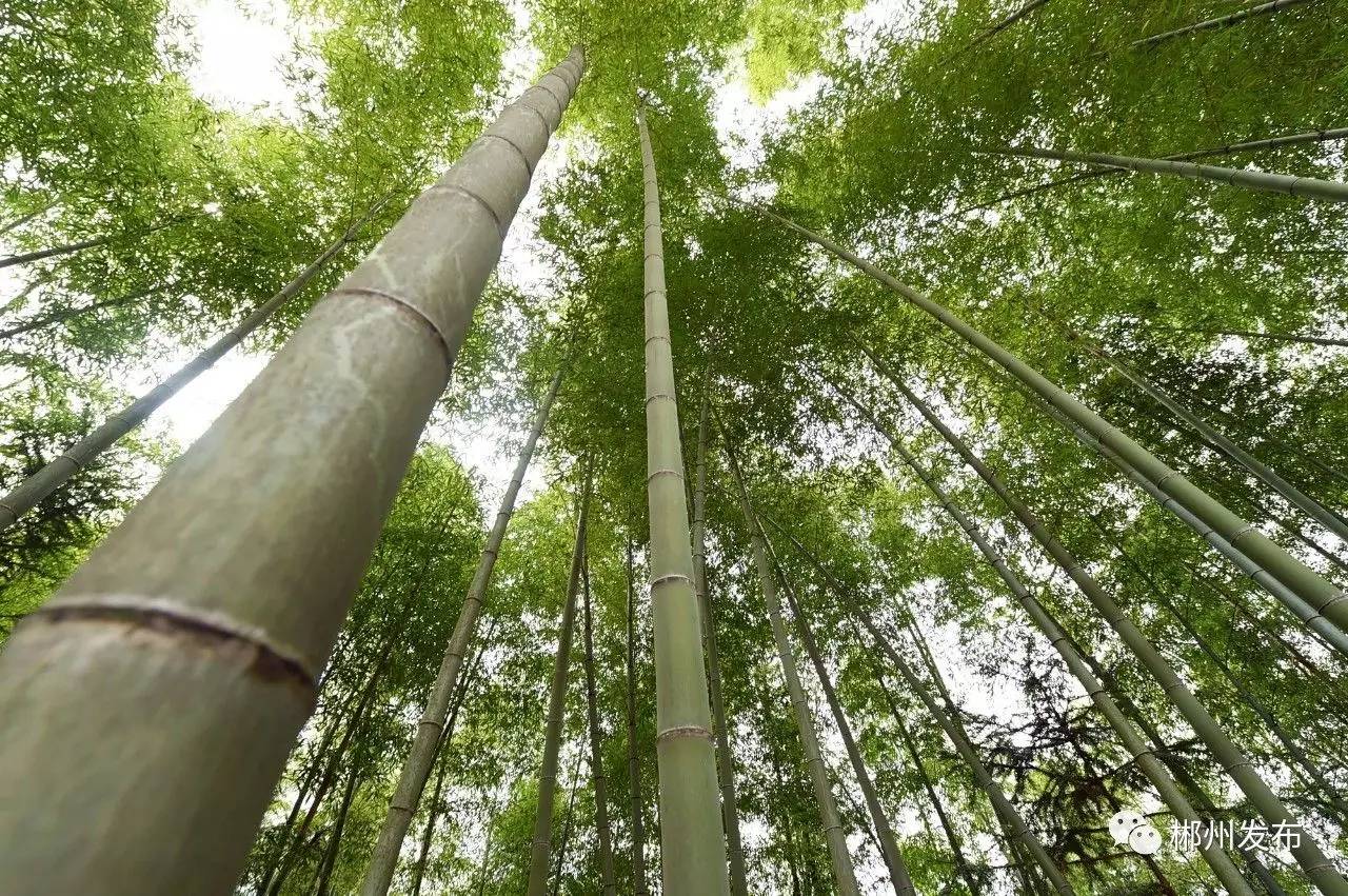 资兴有多少人口有多少_资兴鲤鱼江