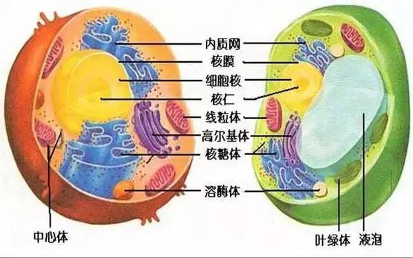 植物细胞融合依据的生物学原理是什么