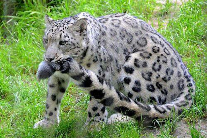 雪豹,体长110~130厘米;尾长90~100厘米,体重一般50~80公斤之间.