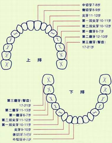 日本人为什么牙齿不好