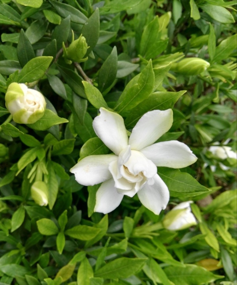 栀子花开 | 我在甬城的6月花海等你