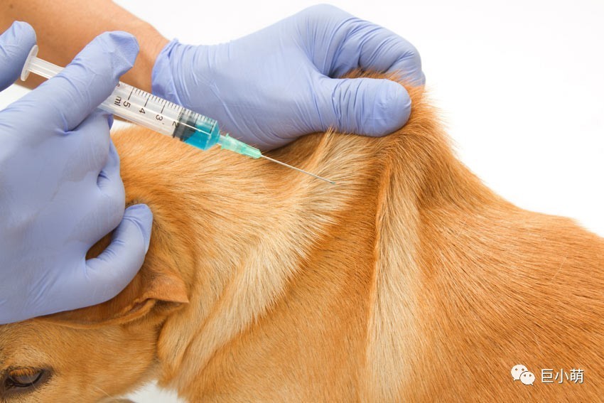9成狗狗打疫苗没做这一步等于白打