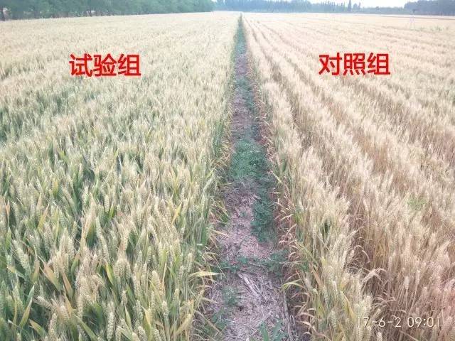 喷施 「吡能 」高产方案的小麦,叶绿素增加10%以上,提高物质转化能力.