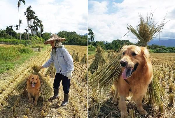 女儿在城里上班,把猎犬送到乡下陪妈妈种田种地