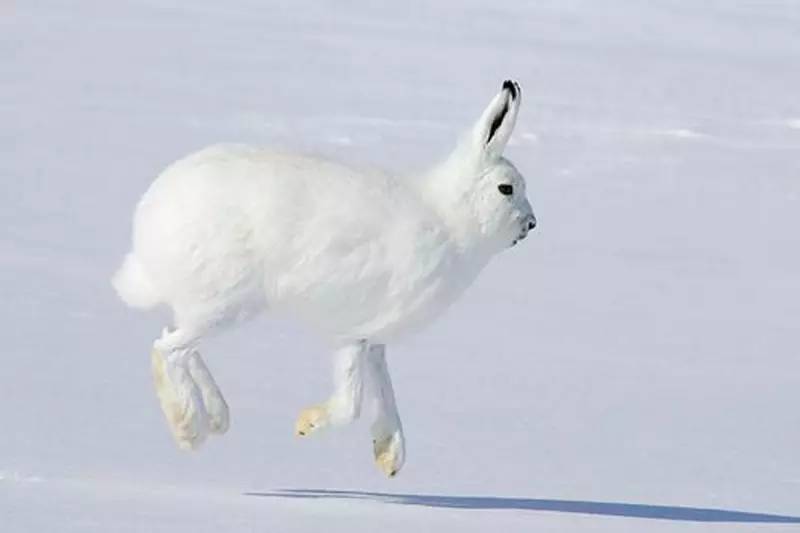 宠物 正文  北极兔属于群居动物,鼻子,耳朵灵敏,不羞怯胆小,易于驯服