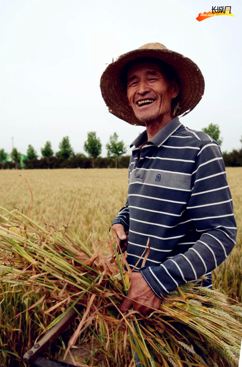 大庆网 大庆新闻  广大农民在抢收小麦的同时,不误农时,及时在小麦