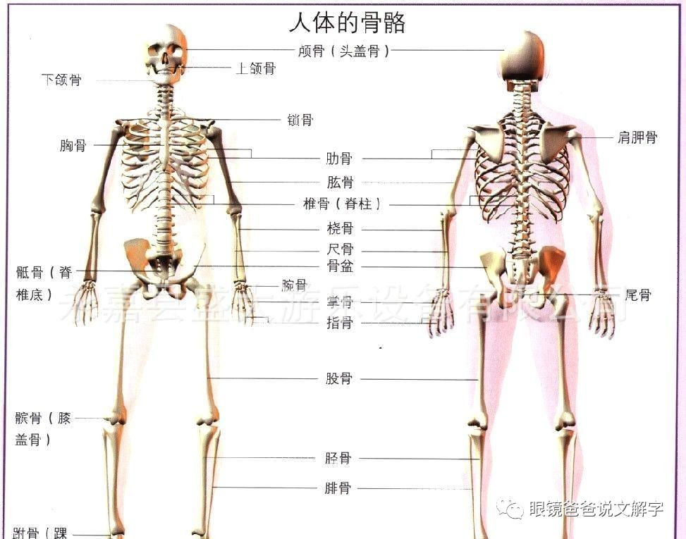 后来小篆的字形是一个人的一套骨架.