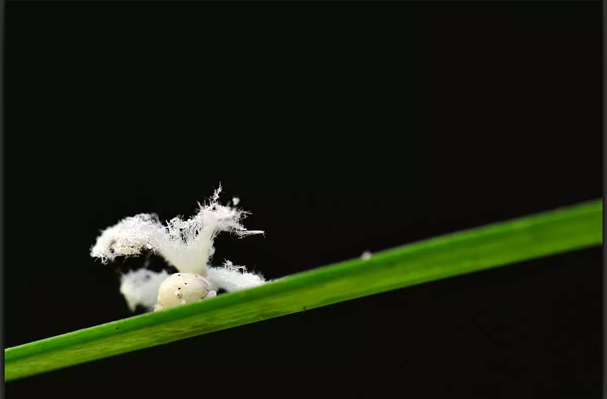 呢种虫身披白色絮状物趴在植物上 看起来有点像蜘蛛,也像飞蛾 更像
