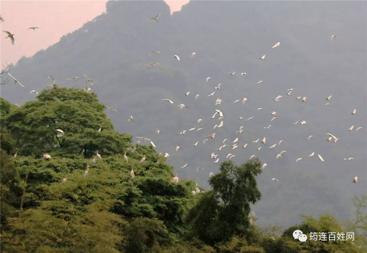 空中鸟瞰筠连白鹤林"千鹤飞舞,场面壮观,令人震撼!