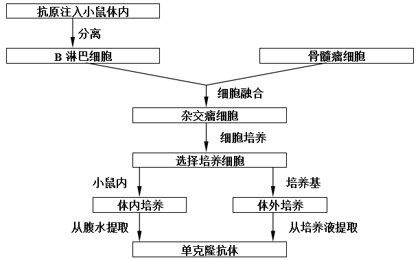 单克隆抗体的作用