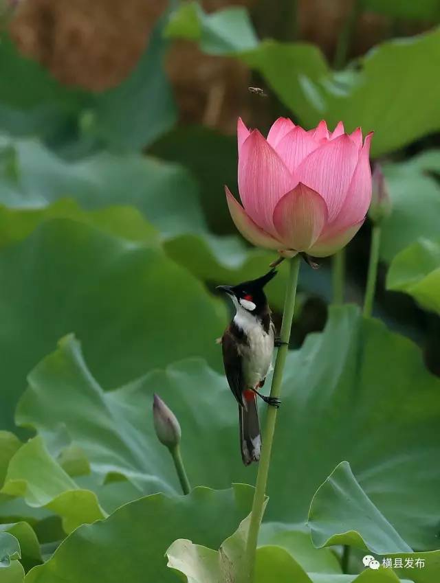 入夏以来,素不争春的荷花竞相开放,点缀着夏的热烈与狂野.