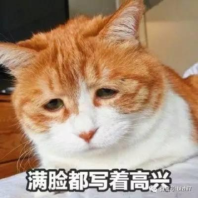 可爱猫咪表情包搞笑文字头像