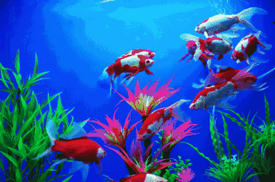 壁纸 动物 鱼 鱼类 桌面 400_266 gif 动态图 动图