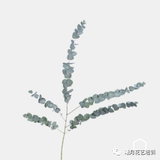 高山羊齿(芒叶)