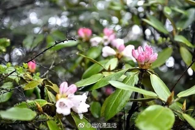 四川彭州铁瓦殿现在是杜鹃花的山头五色花海绵延数十里
